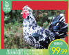 洛江山头散养200天贵妃鸡母（杀完带内脏1.1kg±100g/只） 商品缩略图0