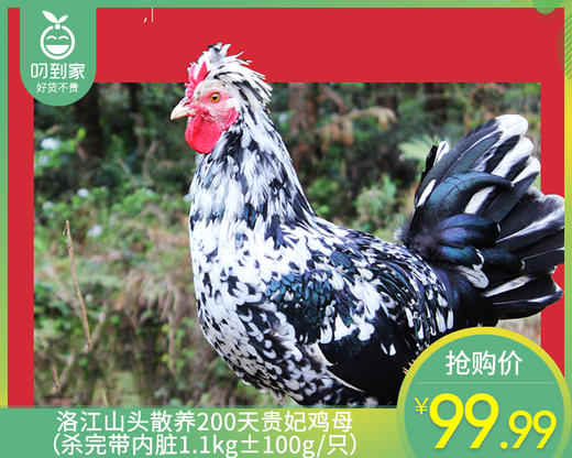 洛江山头散养200天贵妃鸡母（杀完带内脏1.1kg±100g/只） 商品图0