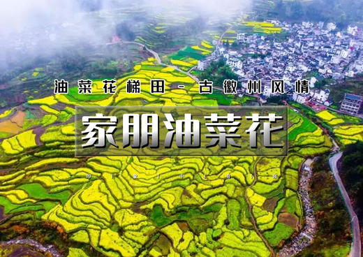 周末2日｜家朋油菜花｜徽杭小众赏花徒步线路-家朋油菜花-徽杭古道-龙川古镇 商品图0