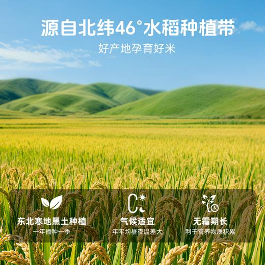 【颗粒饱满】草牧里 胚芽米 2.5kg/袋 新米低温轻碾保留胚芽营养** 商品图3