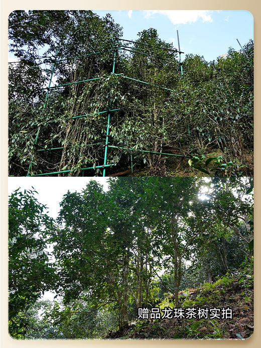 【2026年春茶预售】【铜箐河】2026年丙午马年生肖纪念饼重磅来袭！生肖茶饼界的无敌断货王，店铺必囤产品，选它准没错！以 “马踏青云” 为祥兆， 愿君新岁步步登高，万事顺遂357克/饼 商品图6