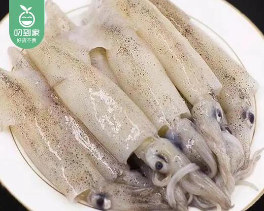 本港冰鲜灯捕小管/1份（450-500g*2盒，每盒10-15只） 商品图4