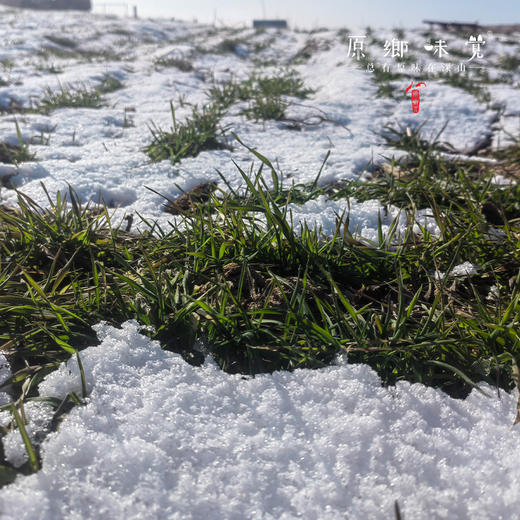 【预售现宰5天左右发】生态散养羊肉/宁夏盐池滩羊肉（基地直发-顺丰冷链包邮）| 5斤装；多种规格，来自宁夏盐池县，生产者：陈建虎【合作生产，公平贸易】 商品图8