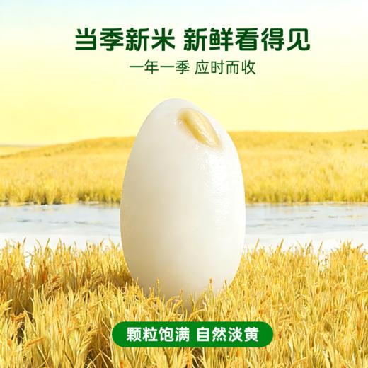 【颗粒饱满】草牧里 胚芽米 2.5kg/袋 新米低温轻碾保留胚芽营养** 商品图1