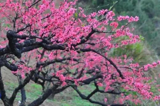 户外@【连平桃花】行摄连平十里桃花1天 商品图5