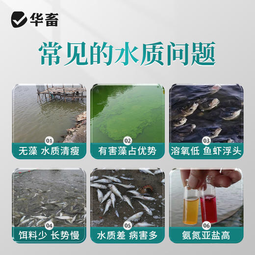 华畜小球藻种5L 快速肥水光合产氧 补充有益藻 商品图1