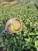守艺 · 早绿 头采绿茶 商品缩略图6