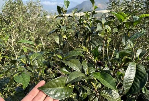 【昔归茶王】2025年临沧昔归茶王绝对身份的象征绝对口感上的享受，新春贺礼，压箱底宝物 新春给爱茶的自己囤好茶 仅有一份，仅分享500克 商品图4