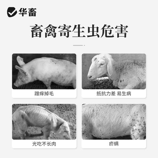 华畜多拉菌素注射液50ml 孕畜可用内外双驱 商品图1