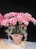 马卡龙蝴蝶兰盆栽粉色10支 商品缩略图0