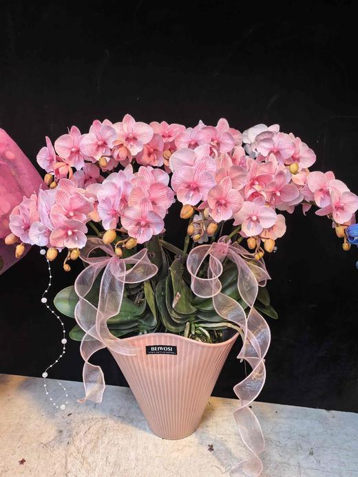马卡龙蝴蝶兰盆栽粉色10支 商品图0
