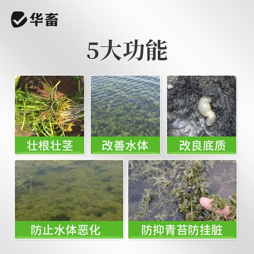 水产养殖鱼虾蟹鱼塘水草壮根旺肥水草根发芽高温保草根肥水产 商品图3