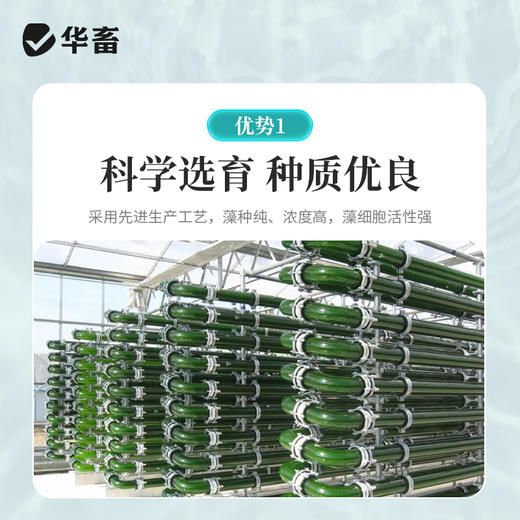 华畜小球藻种5L 快速肥水光合产氧 补充有益藻 商品图2
