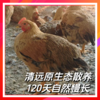 誉福风味鸡120天   清远麻鸡 商品缩略图1