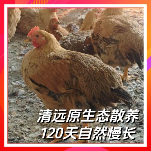 誉福风味鸡120天   清远麻鸡 商品图1