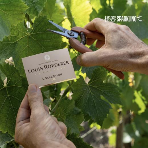 Louis Roederer Collection 246 路易王妃香槟 246 商品图5