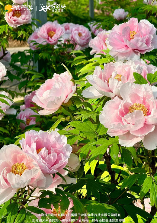 【山水河南】纯玩双飞5天 商品图1