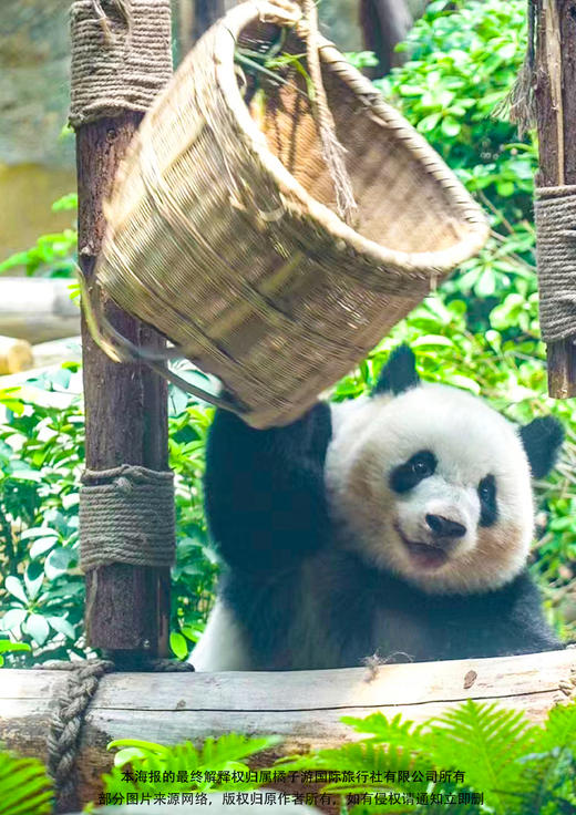 熊猫蜀遇—双飞纯玩5日游 商品图1