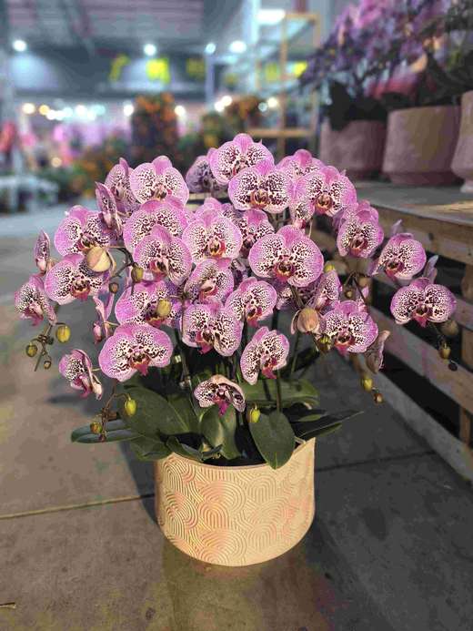 蝴蝶兰盆栽大洋豹斑10支 商品图1