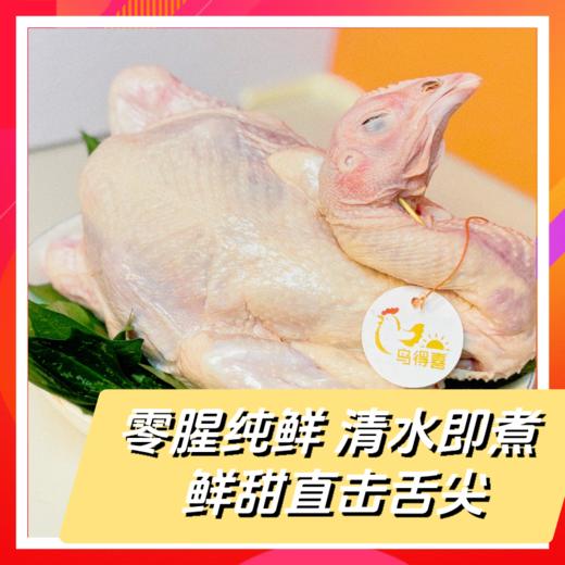 誉福风味鸡120天   清远麻鸡 商品图3