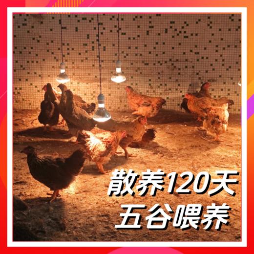 誉福风味鸡120天   清远麻鸡 商品图0