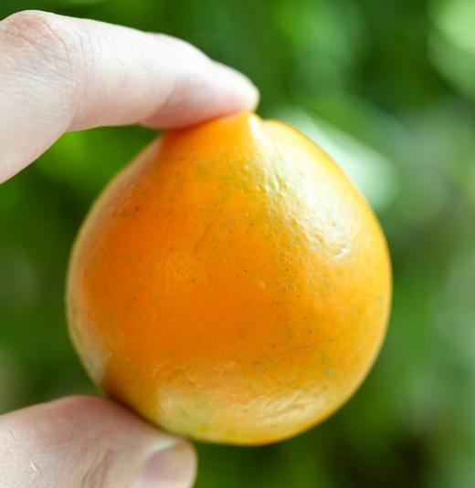 广西融安脆蜜金桔（三代） 商品图2