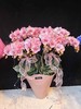 马卡龙蝴蝶兰盆栽粉色10支 商品缩略图3