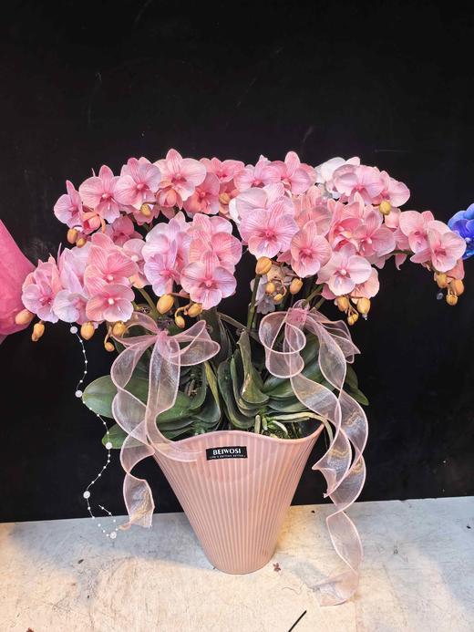 马卡龙蝴蝶兰盆栽粉色10支 商品图3