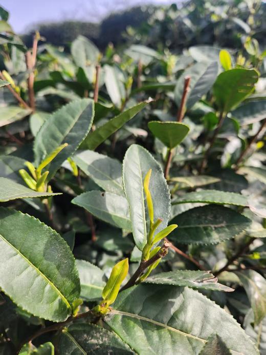 守艺 · 早绿 头采绿茶 商品图5