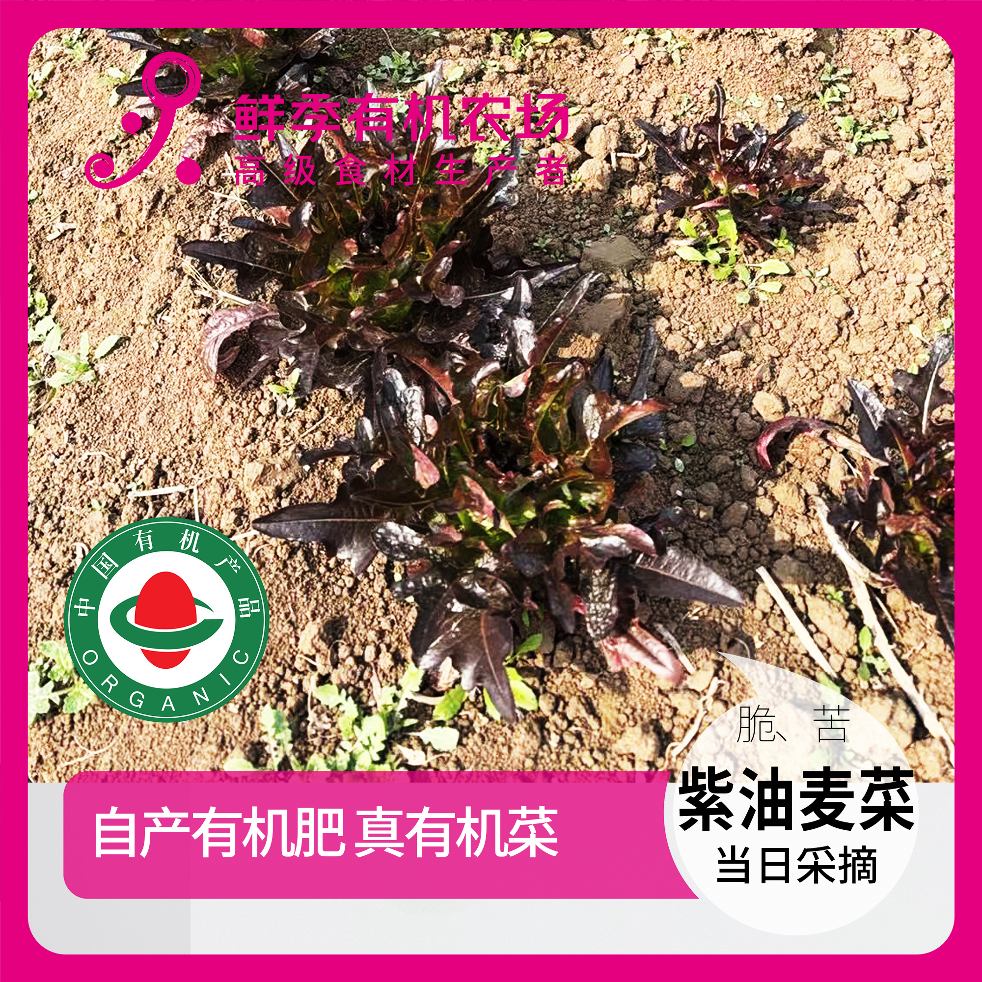 有机紫油麦菜300g