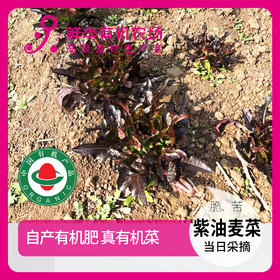 有机紫油麦菜300g