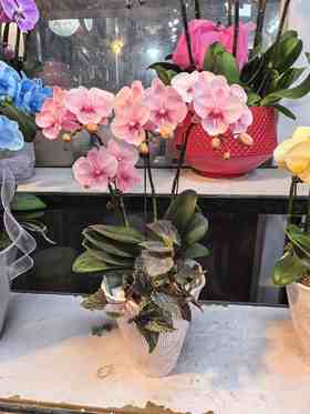 马卡龙蝴蝶兰盆栽粉色4支