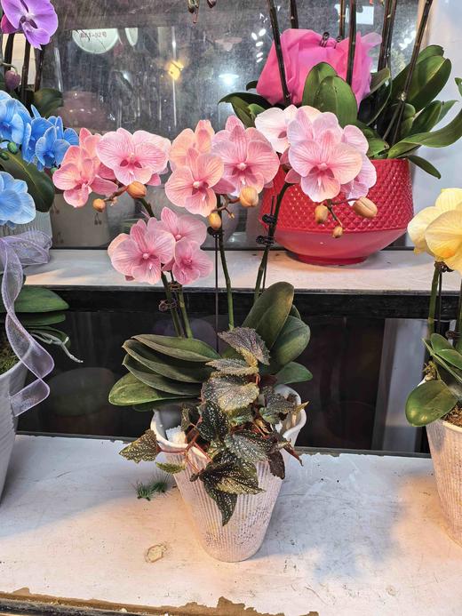 马卡龙蝴蝶兰盆栽粉色4支 商品图0