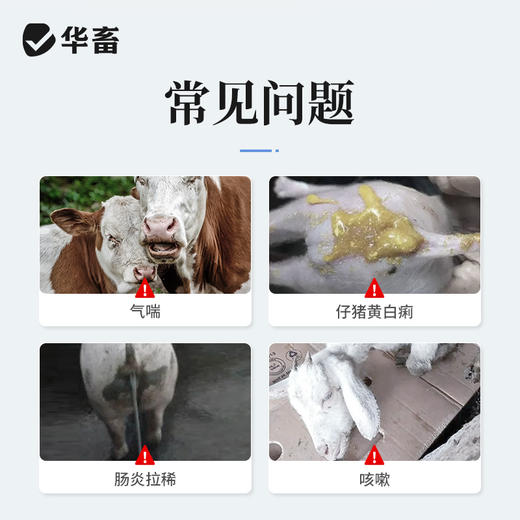 华畜 穿心莲注射液10ml*10支 清热解毒 肠炎肺炎 仔猪白痢 马牛羊猪用 商品图1