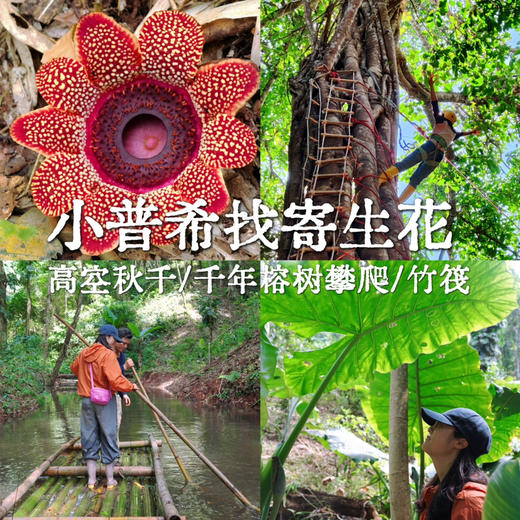 云南 | 秘境小普希热带雨林寻找寄生花，版纳雨林最新路线！季节限定《寻找寄生花》日营活动神秘来袭！还有高空秋千和溯溪徒步！ 商品图0