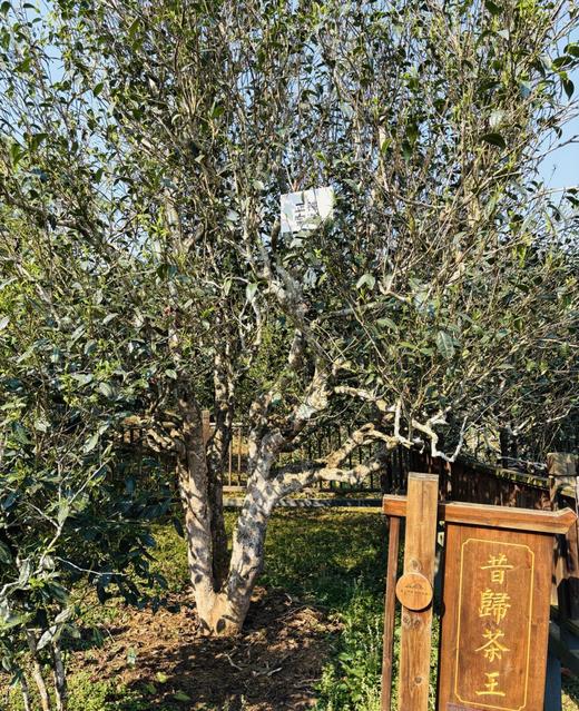 【昔归茶王】2025年临沧昔归茶王绝对身份的象征绝对口感上的享受，新春贺礼，压箱底宝物 新春给爱茶的自己囤好茶 仅有一份，仅分享500克 商品图2