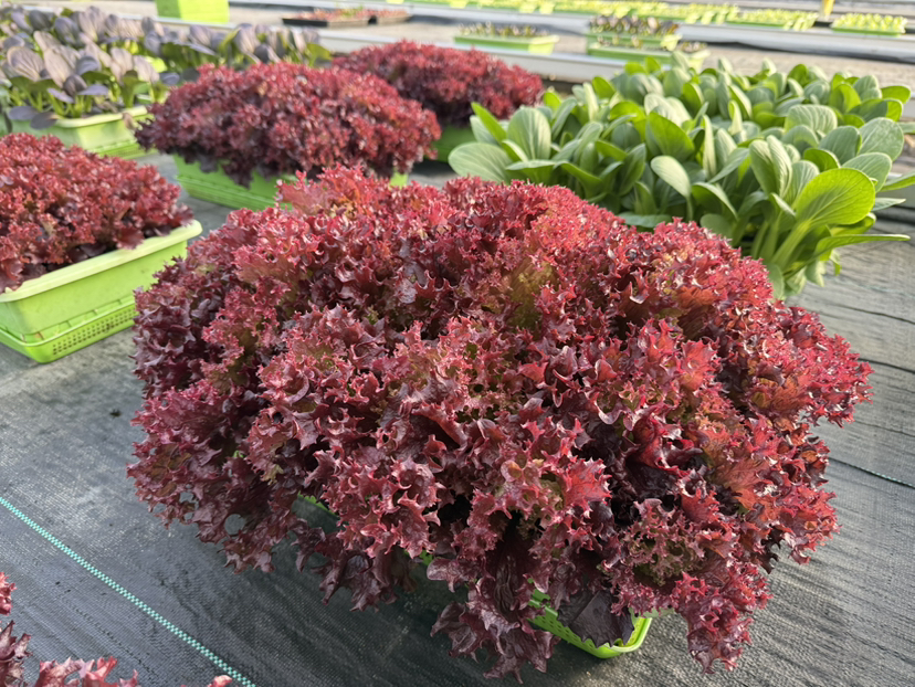 紫萝莎生菜（150g)生食