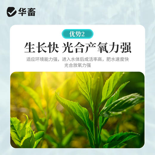 华畜小球藻种5L 快速肥水光合产氧 补充有益藻 商品图3