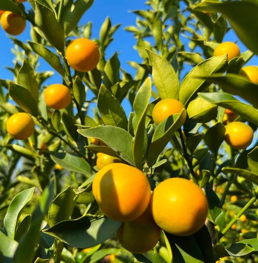 广西融安脆蜜金桔（三代） 商品图4