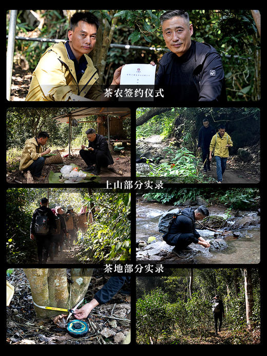 【2026年春茶预售】【铜箐河】2026年丙午马年生肖纪念饼重磅来袭！生肖茶饼界的无敌断货王，店铺必囤产品，选它准没错！以 “马踏青云” 为祥兆， 愿君新岁步步登高，万事顺遂357克/饼 商品图4