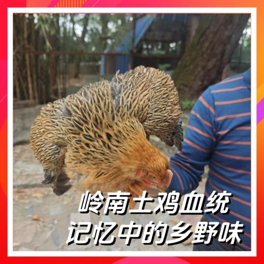 誉福风味鸡120天   清远麻鸡 商品图2