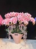 马卡龙蝴蝶兰盆栽粉色10支 商品缩略图1