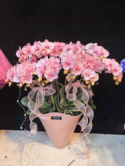 马卡龙蝴蝶兰盆栽粉色10支 商品图1