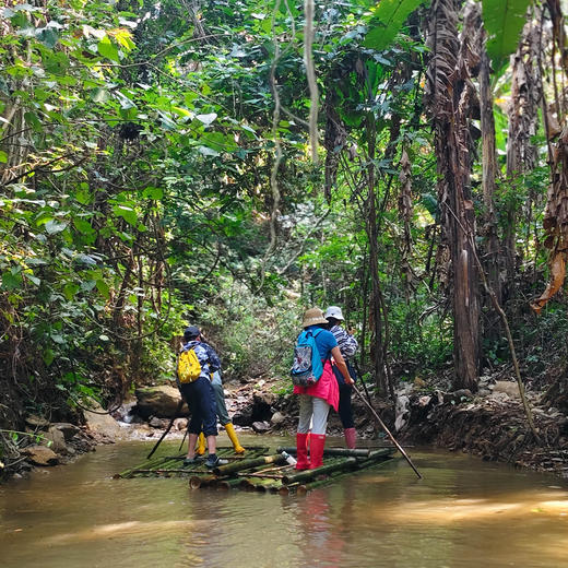 云南 | 版纳帕瓦老寨雨林徒步，距离市区1小时内车程轻松雨林徒步，超丰富一日探索：丛林水上秋千/树攀树降/动植物科普/哈尼族特色美食/割胶体验/化野人妆/看云海/探洞瀑布！五一端午路线提前预定！ 商品图7