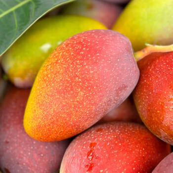 京鲜生 海南贵妃芒果 净重8斤 单果150g+ 新鲜水果 源头直发 商品图5