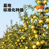 顺丰！西域美农黄金维纳斯苹果 纯甜无酸 产地新疆红旗坡 商品缩略图5