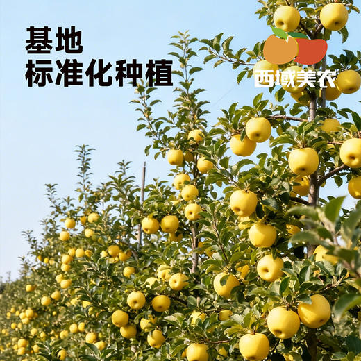顺丰！西域美农黄金维纳斯苹果 纯甜无酸 产地新疆红旗坡 商品图5