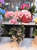 马卡龙蝴蝶兰盆栽粉色4支 商品缩略图1