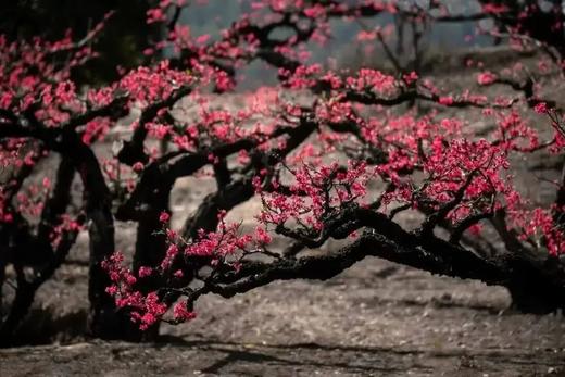 户外@【连平桃花】行摄连平十里桃花1天 商品图3