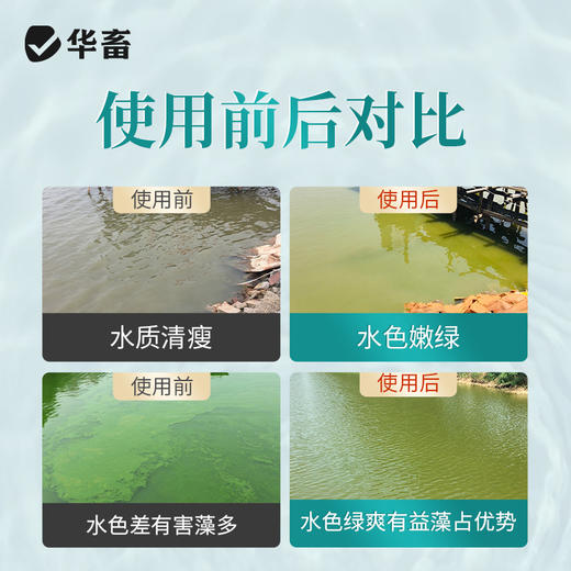 华畜小球藻种5L 快速肥水光合产氧 补充有益藻 商品图4